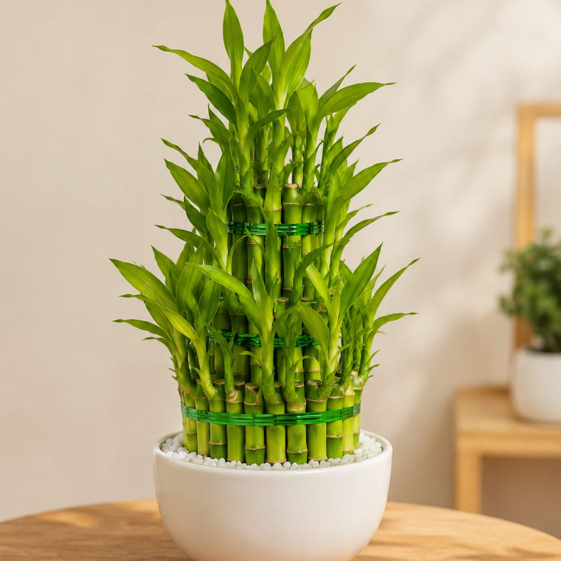 2-Layer Lucky Bamboo Plant with Glass Vase - Live Indoor Houseplant for Good Luck, Wealth, and Home Decor