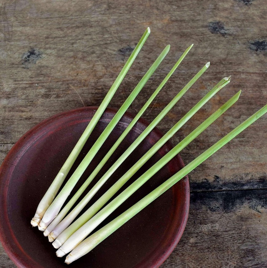 Lemongrass Antifungal Live Plant (pack of 2)