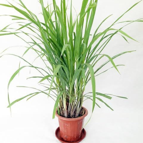 Lemongrass Antifungal Live Plant (pack of 2)