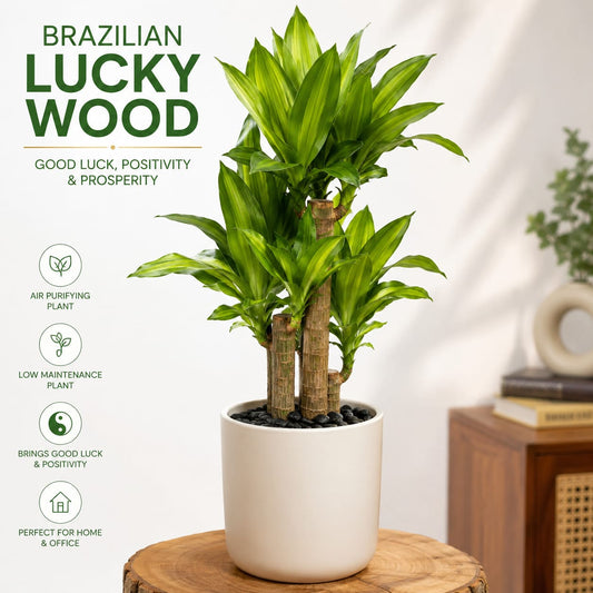 Mini Brazilian Lucky Wood Plant - Easy-Care Desktop Greenery for Wealth and Fortune