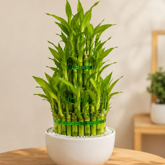 2-Layer Lucky Bamboo Plant - Live Indoor Houseplant for Good Luck, Wealth, and Home Decor