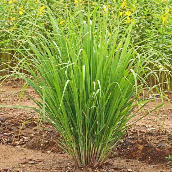 Lemongrass Live Plant (Pack of 2) - Fresh Aromatic Herb
